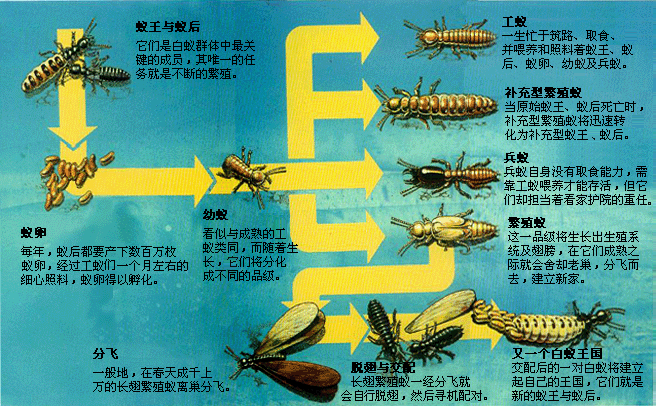 白蚁组织有序，分工明确-珠海格兰云天清洁
