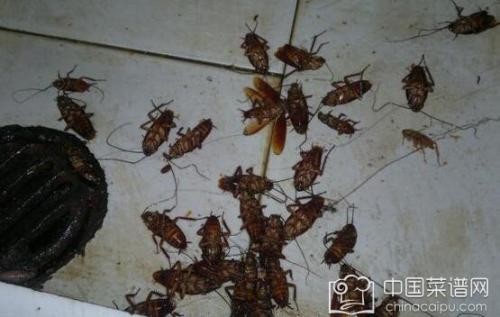 深圳南山区如何快速消灭蟑螂-效率快