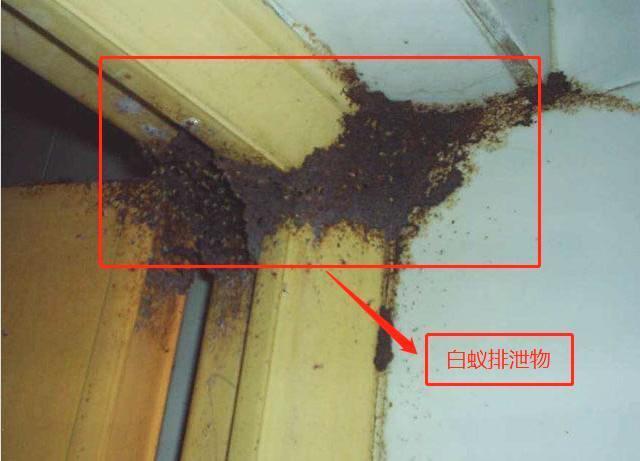 白蚁防治中心分享珠海消灭白蚁简单有效方法！(图3)