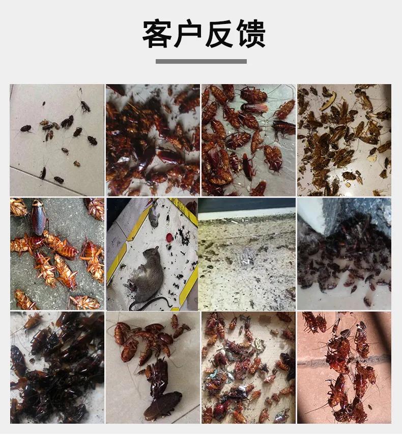 珠海横琴新区街道灭蟑螂防鼠 横琴灭虫 横琴灭跳蚤 臭虫上门公司