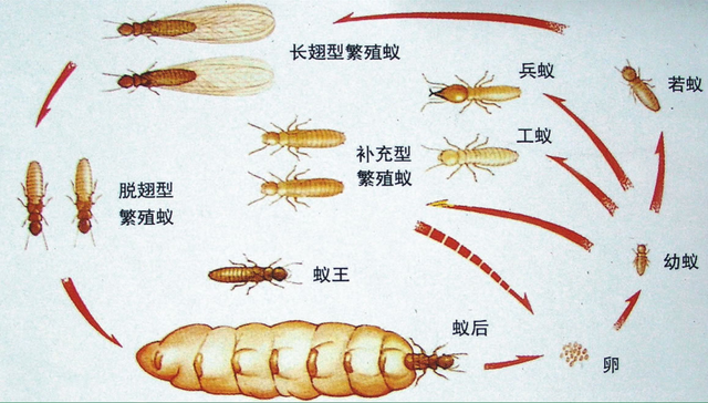 白蚁防治 -珠海白蚁防治公司 珠海白蚁防治公司 珠海白蚁预防