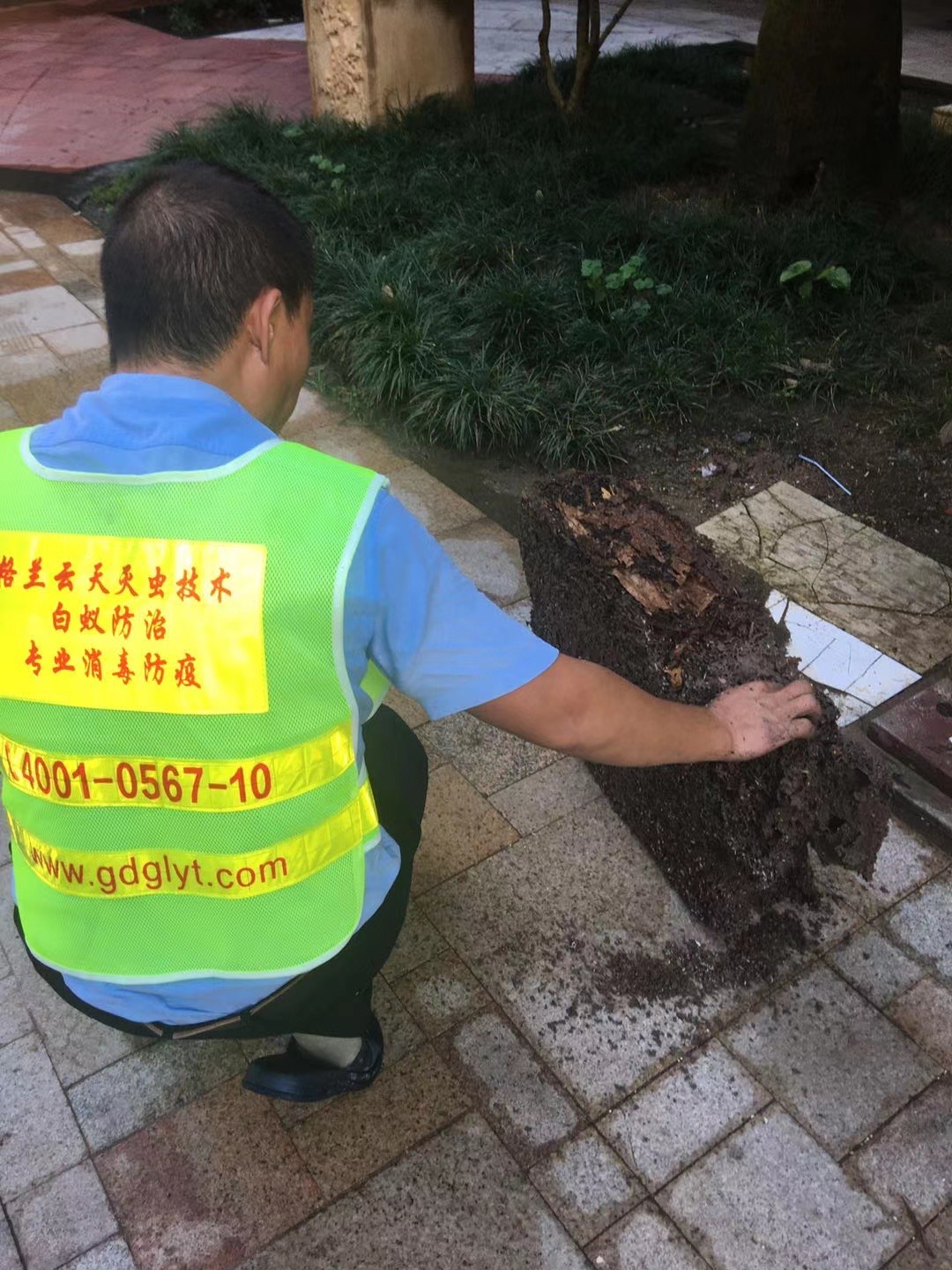 珠海白蚁防治中心横琴新区正确进行白蚁防治-新建预防白蚁技术-收费-标准 --珠海格兰云天清洁灭虫技术有限公司(图1) 珠海白蚁防治中心横琴新区正确进行白蚁防治-新建预防白蚁技术-收费-标准 --珠海格兰云天清洁灭虫技术有限公司(图1)