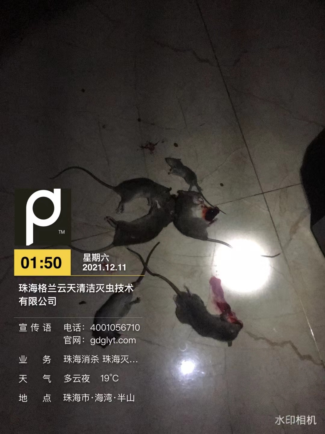红旗超市快速杀虫灭鼠 专业灭蟑螂---珠海格兰云天清洁灭虫技术有限公司(图1)
