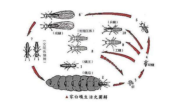 公园花草树木白蚁危害的特征？珠海家里有白蚁怎么处理 横琴家里有白蚁怎么消灭-珠海格兰云天清洁灭虫技术有限公司(图1)