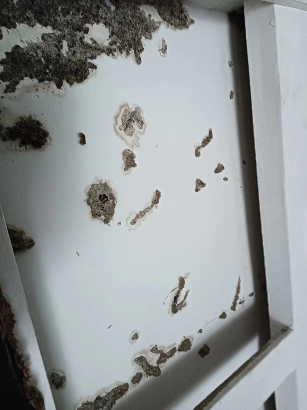 珠海白蚁防治所 珠海白蚁防治中心 珠海白蚁防治公司-珠海格兰云天清洁灭虫技术有限公司栾华海