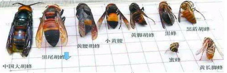 珠海马蜂防治公司