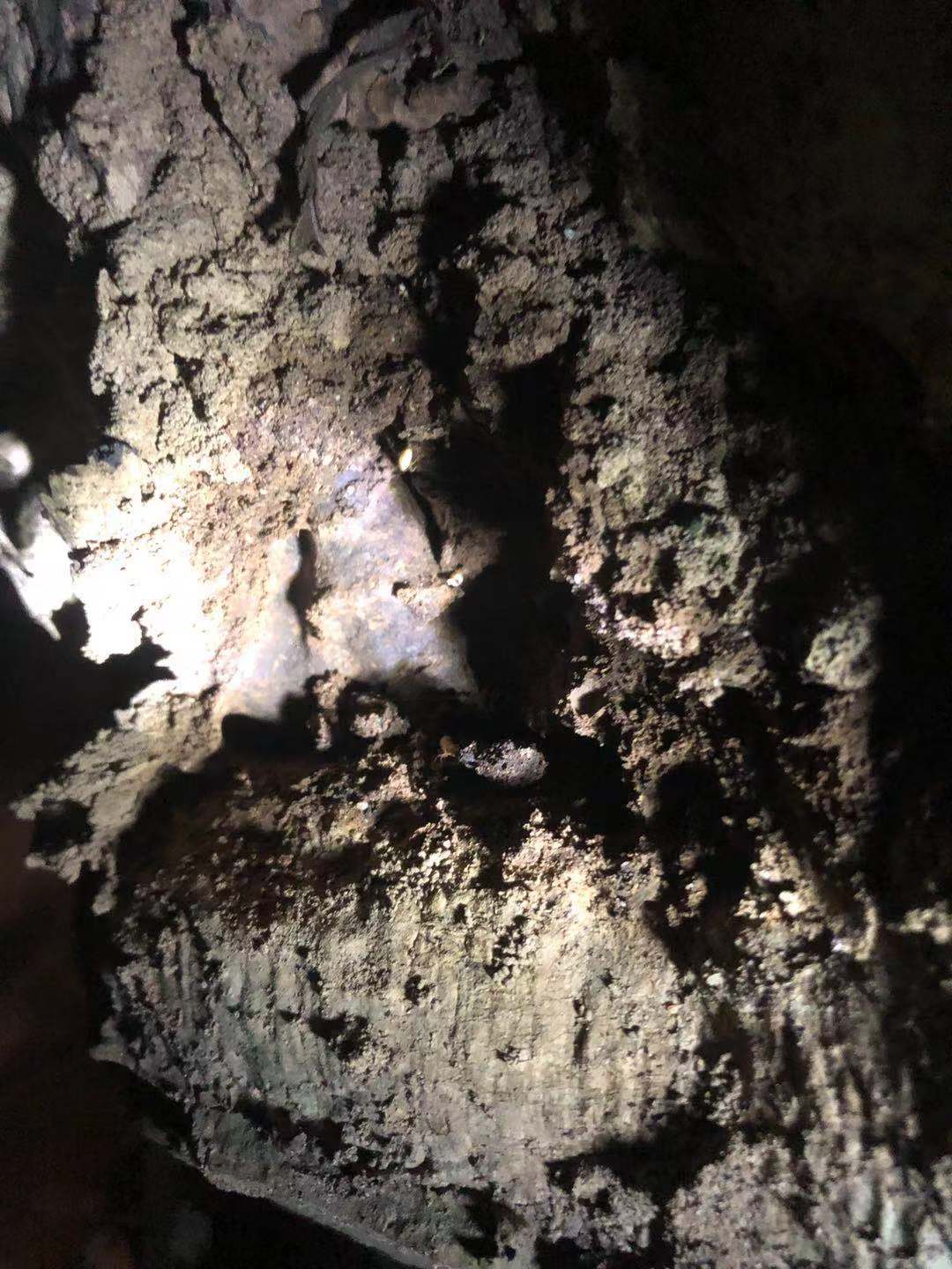 珠海白蚁防治现场